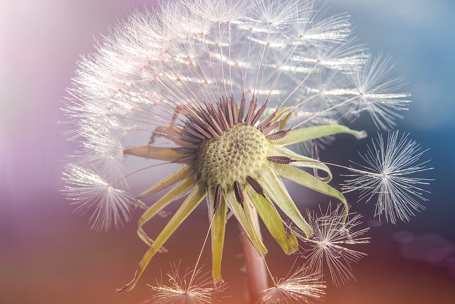 A Date with a Dandelion by The Photo Fiend on 500px.com