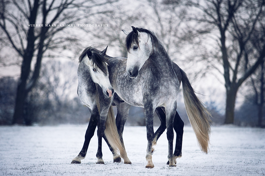 Winter Dance by Wiebke Haas on 500px.com