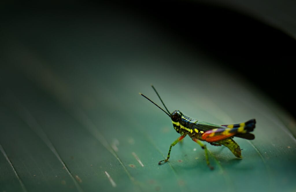 insect on a leaf