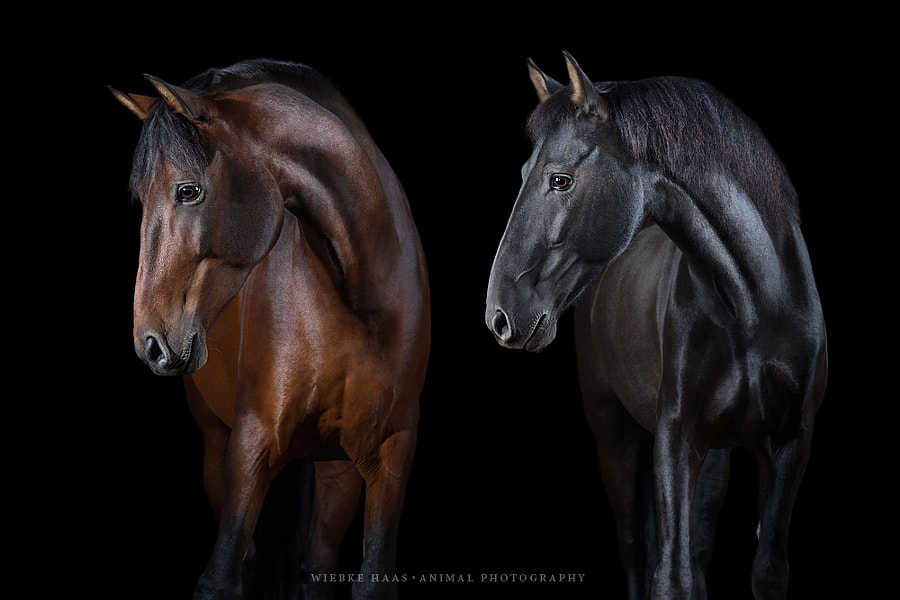 Basilio and Ovetense by Wiebke Haas on 500px.com