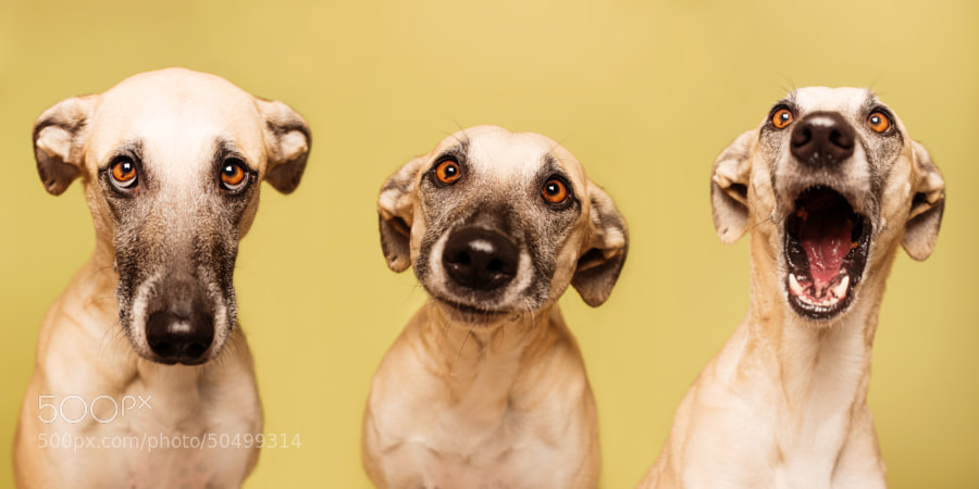 Photograph Happy Halloween by Elke Vogelsang on 500px