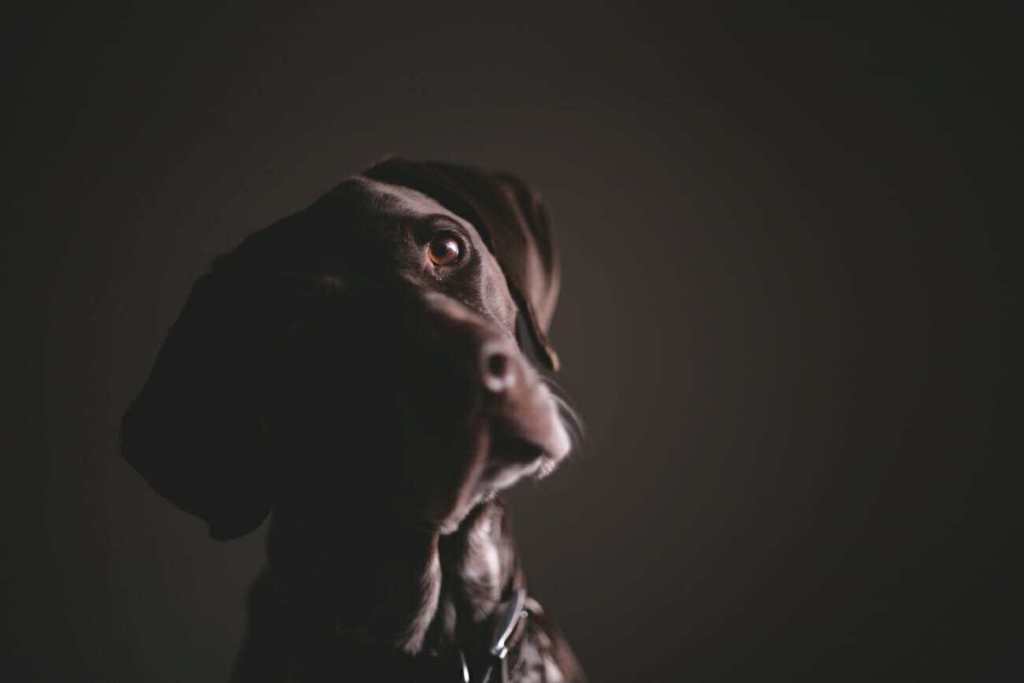 dark photography dog