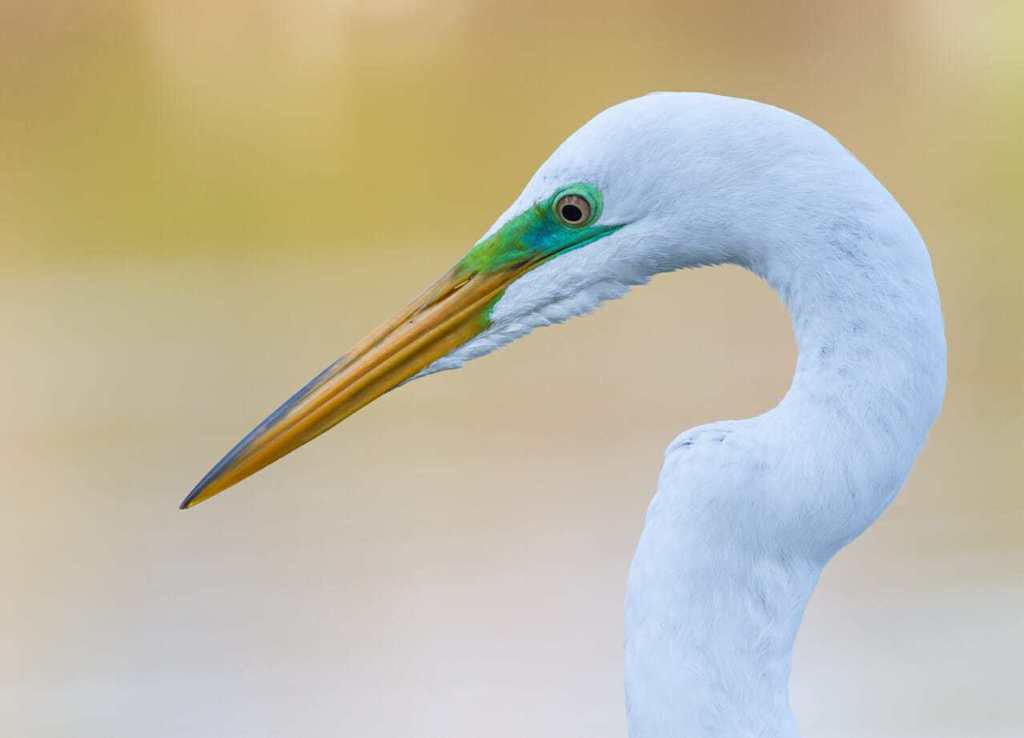 great egret portrait