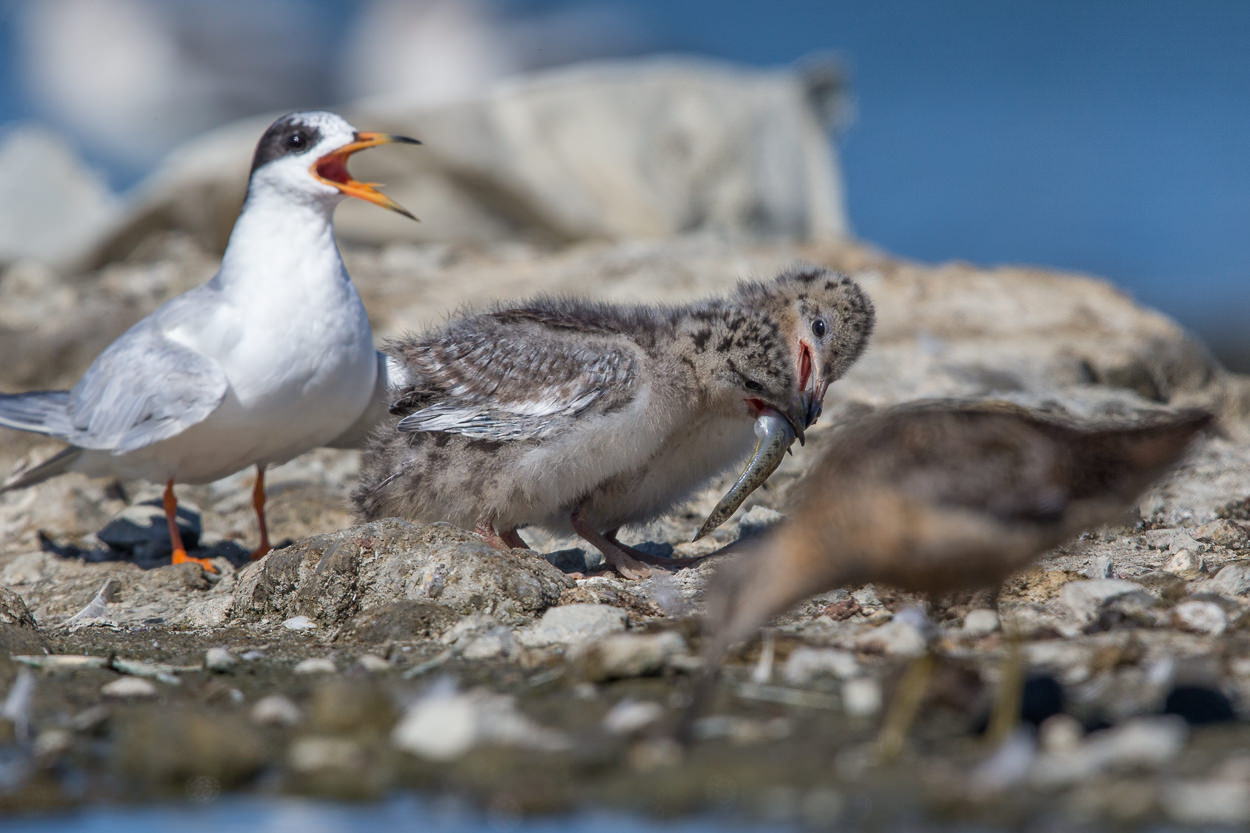 Tern Feeding