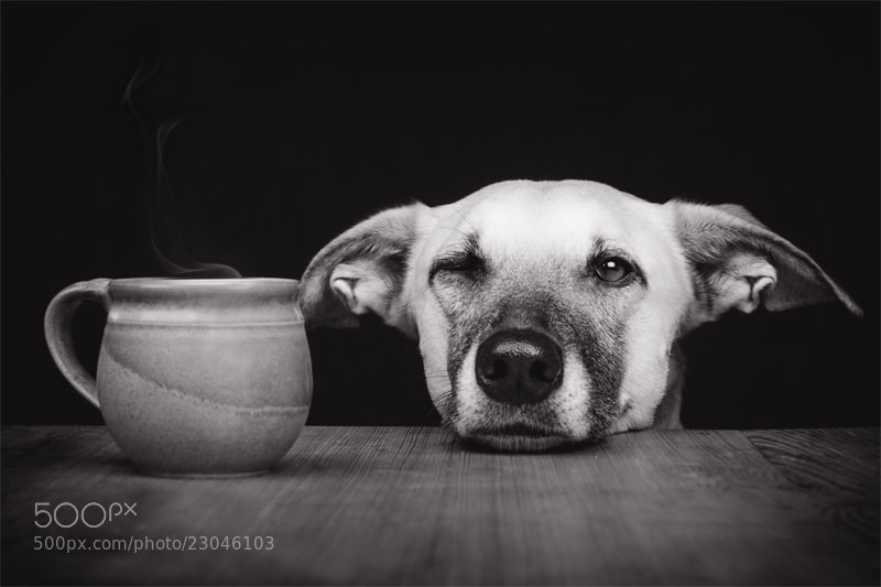 Photograph Need a coffee? by Elke Vogelsang on 500px