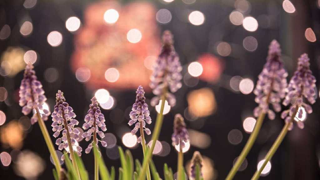 Lavender photographed with beautiful bokeh in the background.