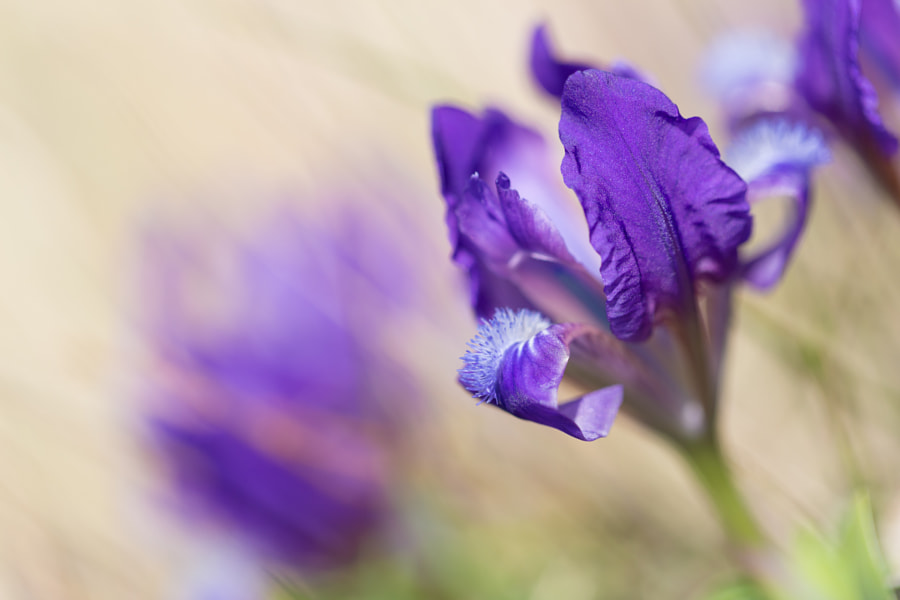 violet by Matej Sokol on 500px.com