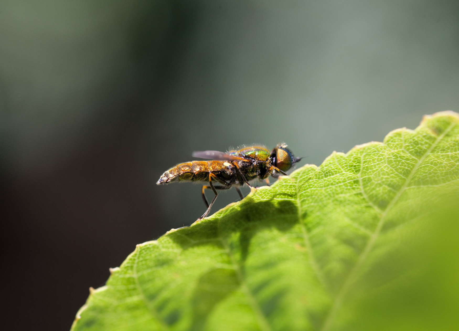 The Colourful Hoverfly