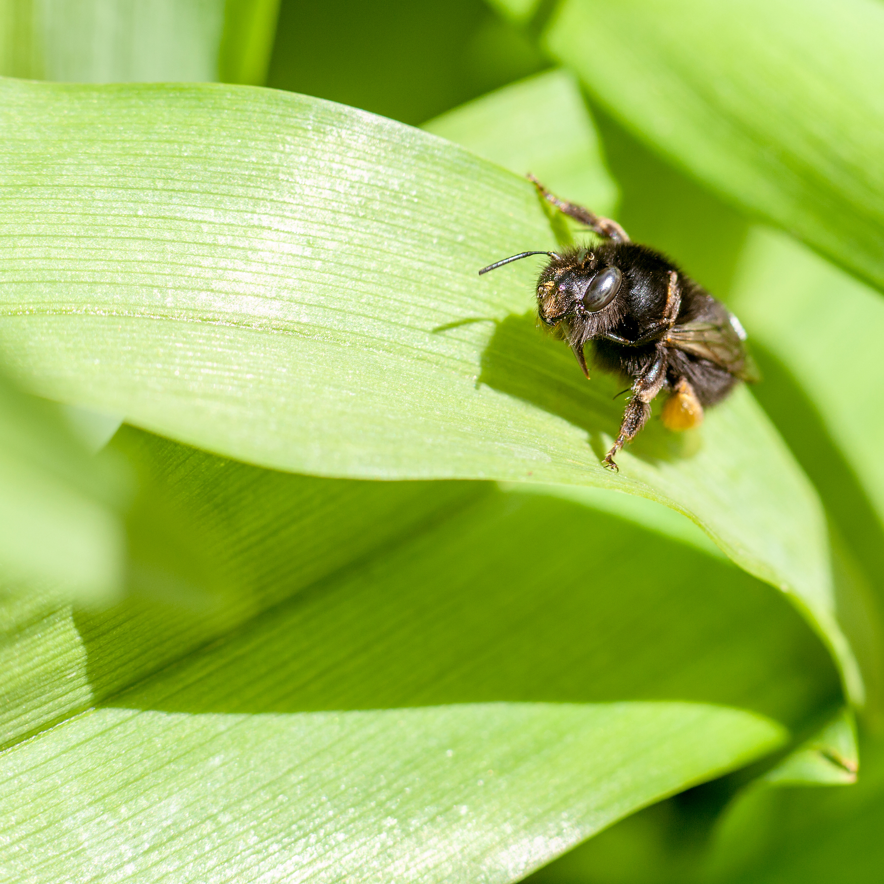 Bee Looking at Me