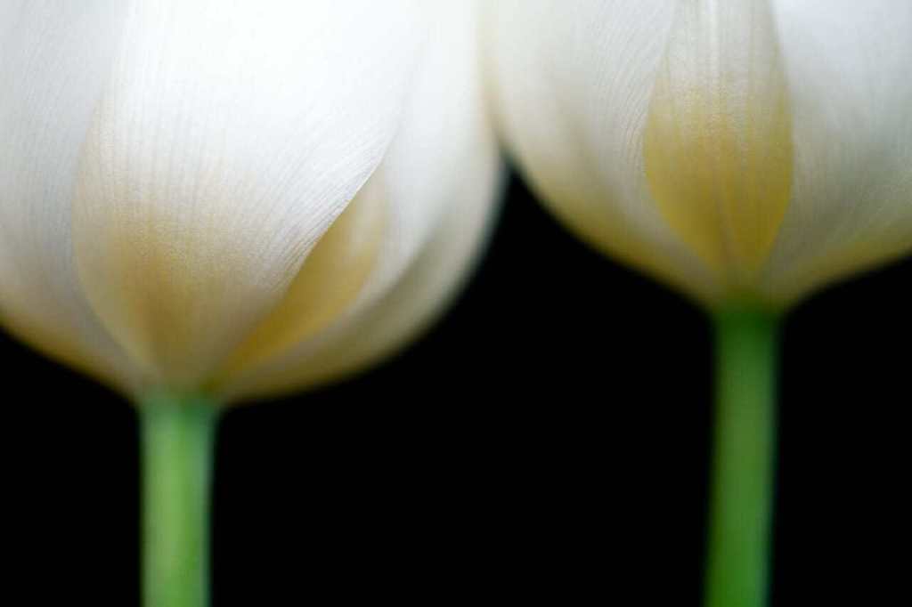dark photography two tulips