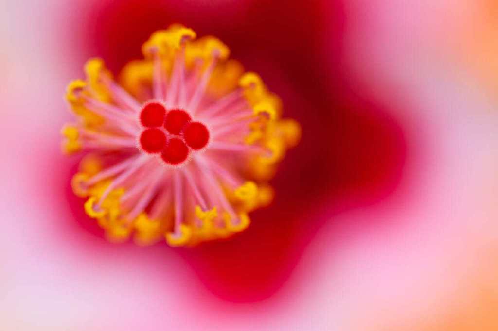 hibiscus abstract