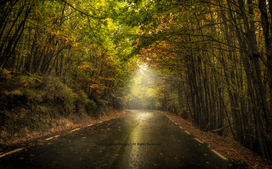 _Enchanted Road_ by Pedro Quintela on 500px.com