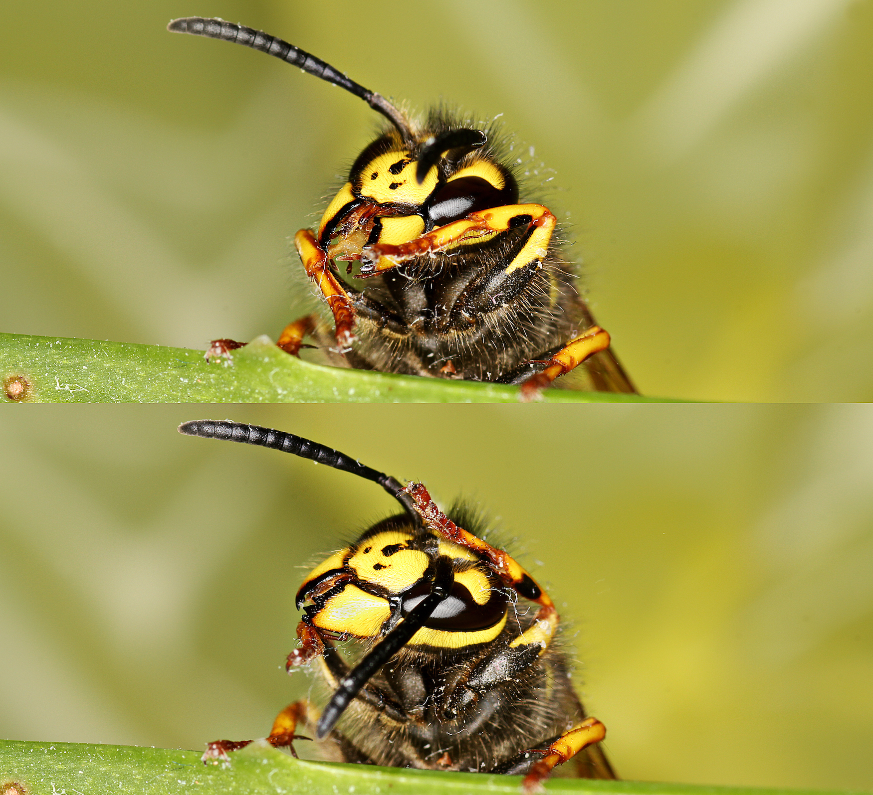 Wasp Diptych