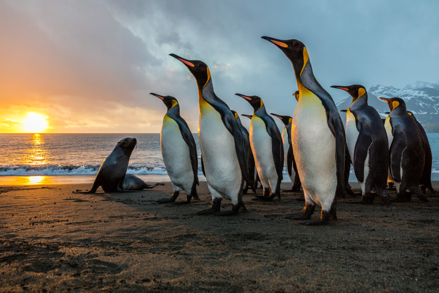 South Georgia In One by Josh Anon on 500px.com