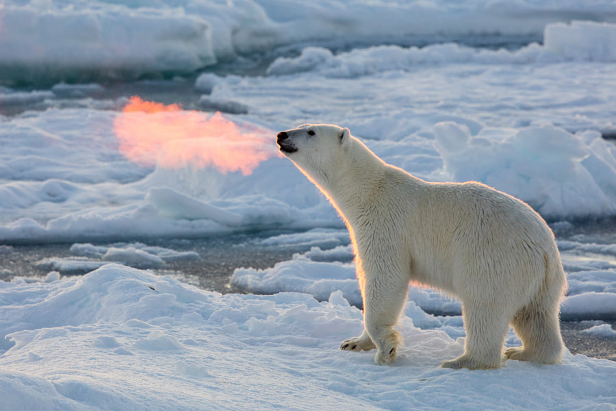 Fire Breathing Bear by Josh Anon on 500px.com