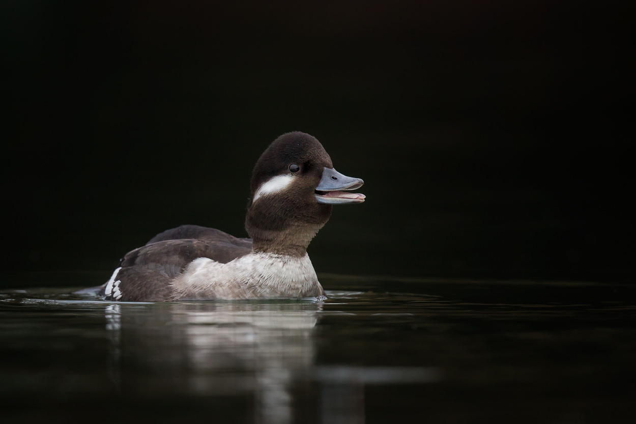 Mrs. Bufflehead