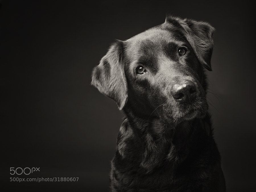 Photograph Black labrador by Elke Vogelsang on 500px