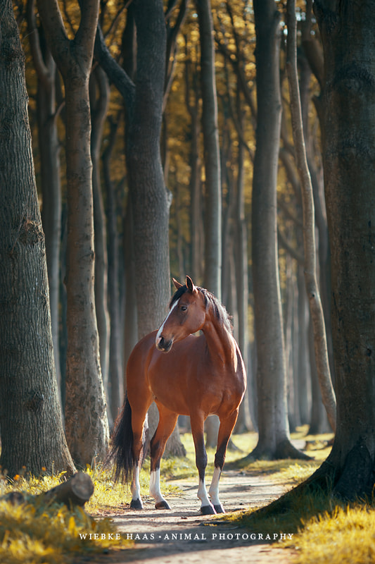 Deep In The Woods by Wiebke Haas on 500px.com