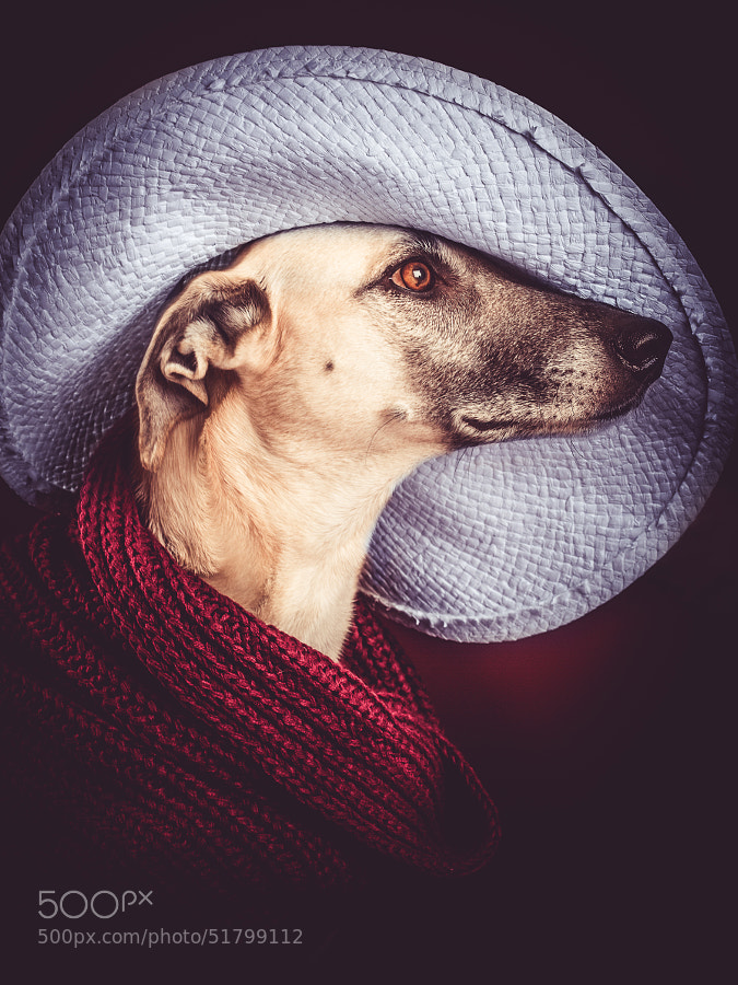 Photograph Artist by Elke Vogelsang on 500px