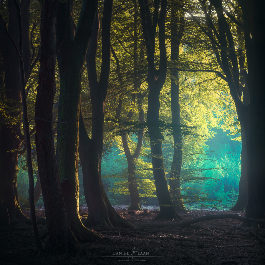 A Dance in the Limelight by Daniel Laan on 500px.com