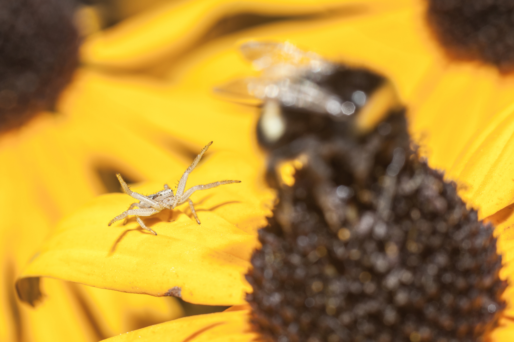 Spider vs Bee