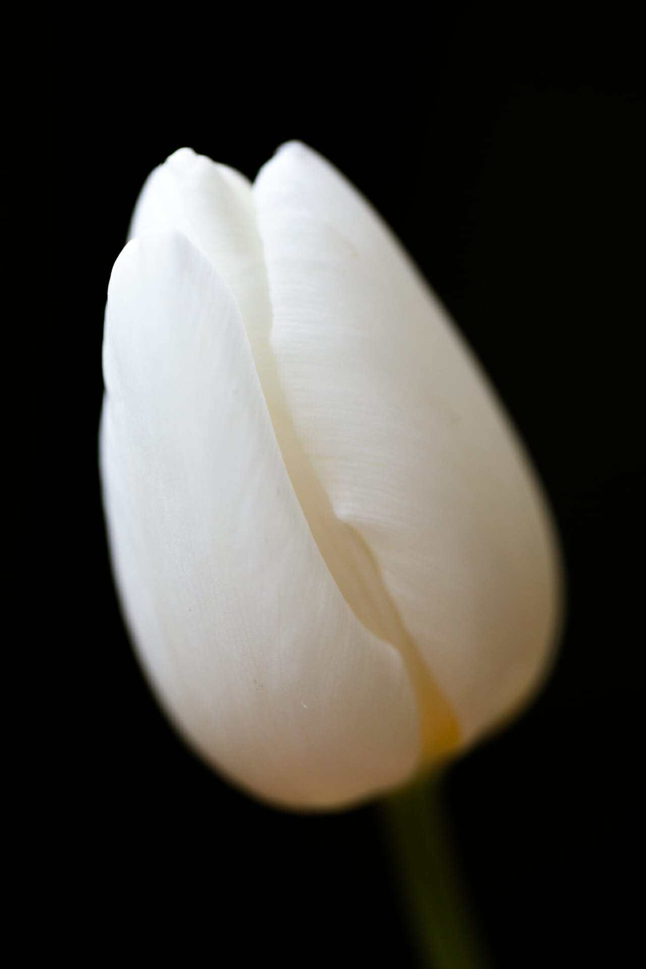 tulip dark photography