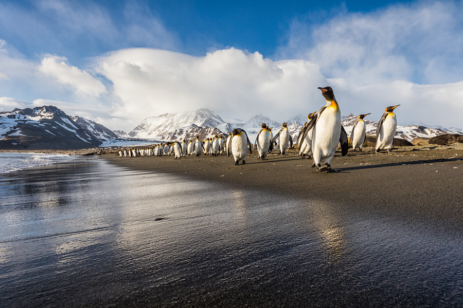 Morning Stroll on the Beach by Josh Anon on 500px.com