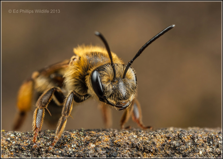 Andrena bucephala (f) by Ed Phillips on 500px.com