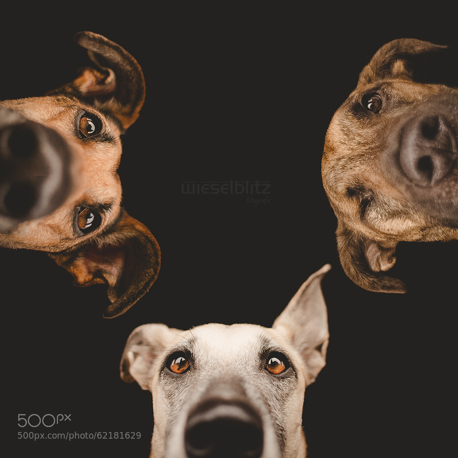 Photograph "Is she still sleeping?" by Elke Vogelsang on 500px