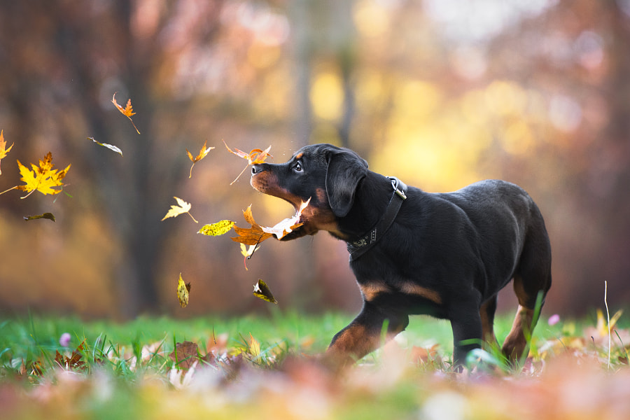 Lets play! by Iza ?yso? on 500px.com