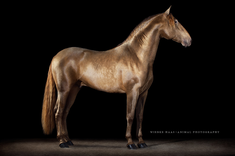 Gold Fever by Wiebke Haas on 500px.com