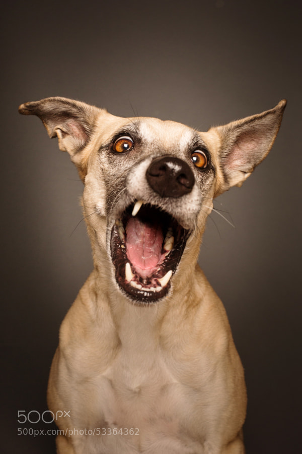 Photograph Hard Rock, Baby by Elke Vogelsang on 500px