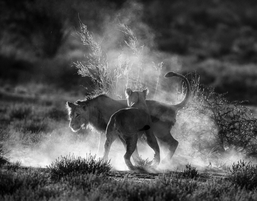 Where dust will fly by Jaco Marx on 500px.com