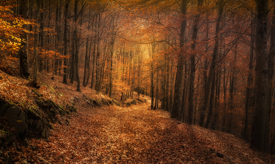 _Inner Light_ by Pedro Quintela on 500px.com