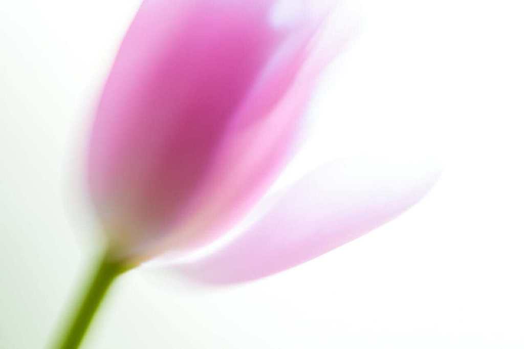 tulip intentional camera movement