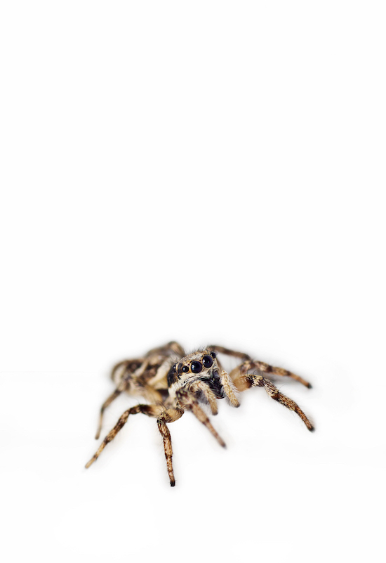 Jumping Spider white