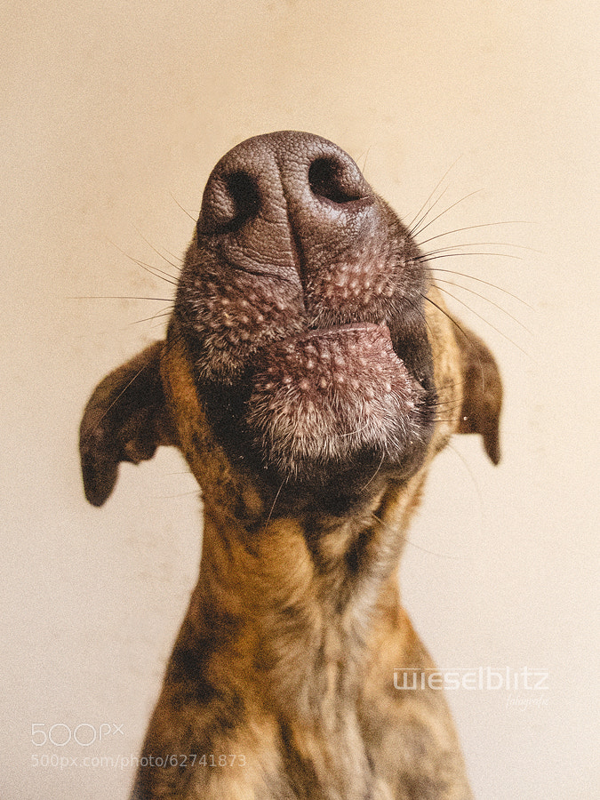 Photograph Kiss by Elke Vogelsang on 500px