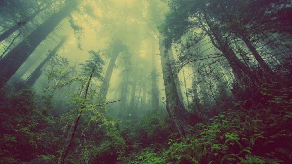 dark photography moody forest