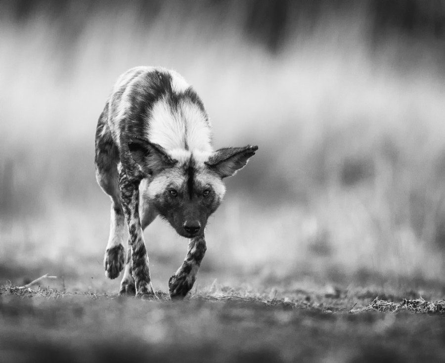 Stalk by Jaco Marx on 500px.com