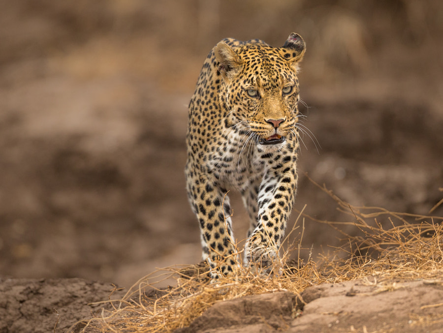 Eye Contact by Jaco Marx on 500px.com