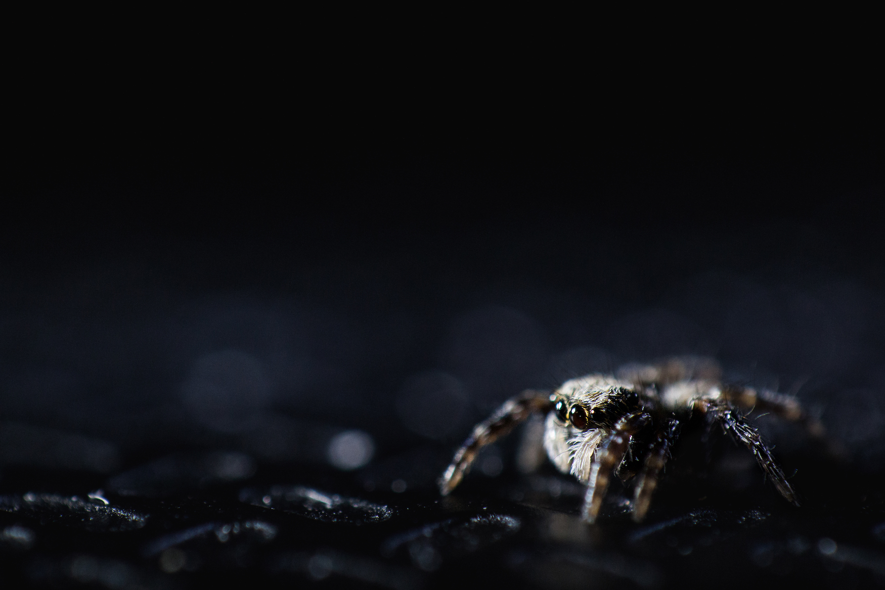 Jumping Spider Extreme