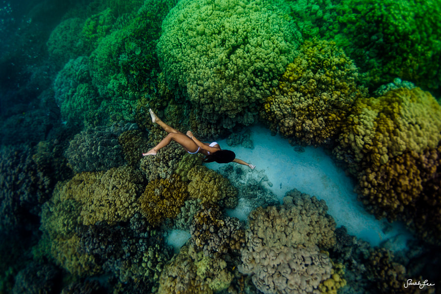 in the lungs of the sea by Sarah Lee on 500px.com