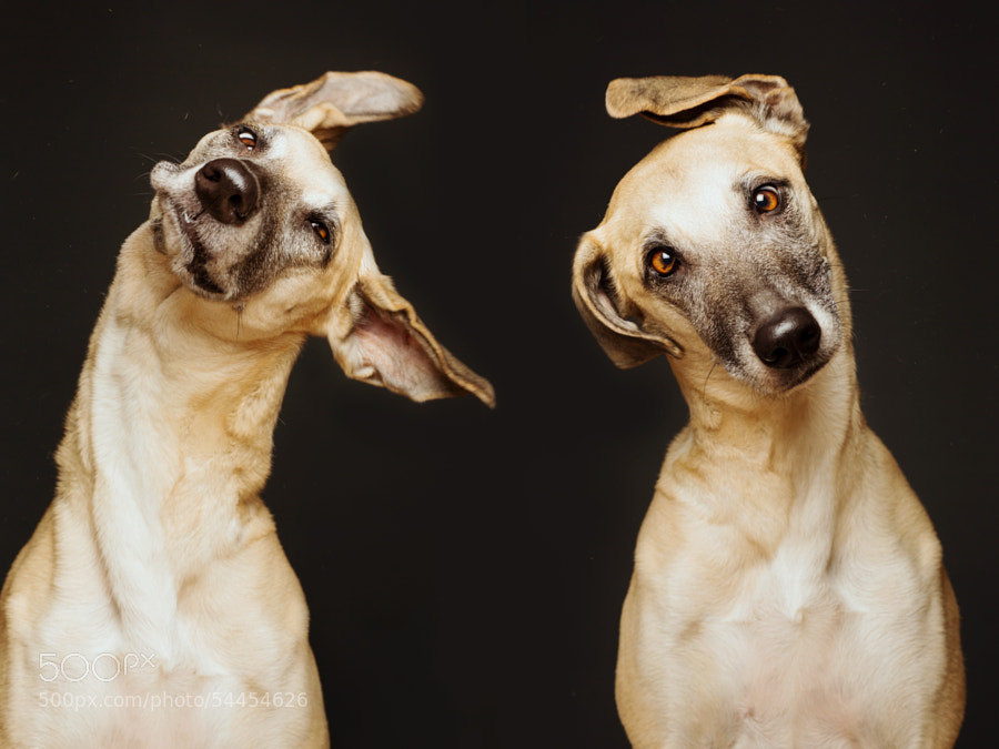 Photograph Twist by Elke Vogelsang on 500px