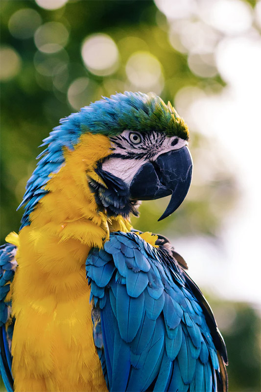 Macaw Parrot