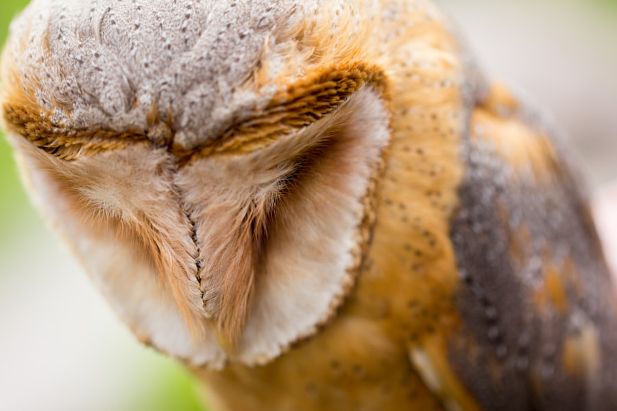 Barn owl by Matej Sokol on 500px.com