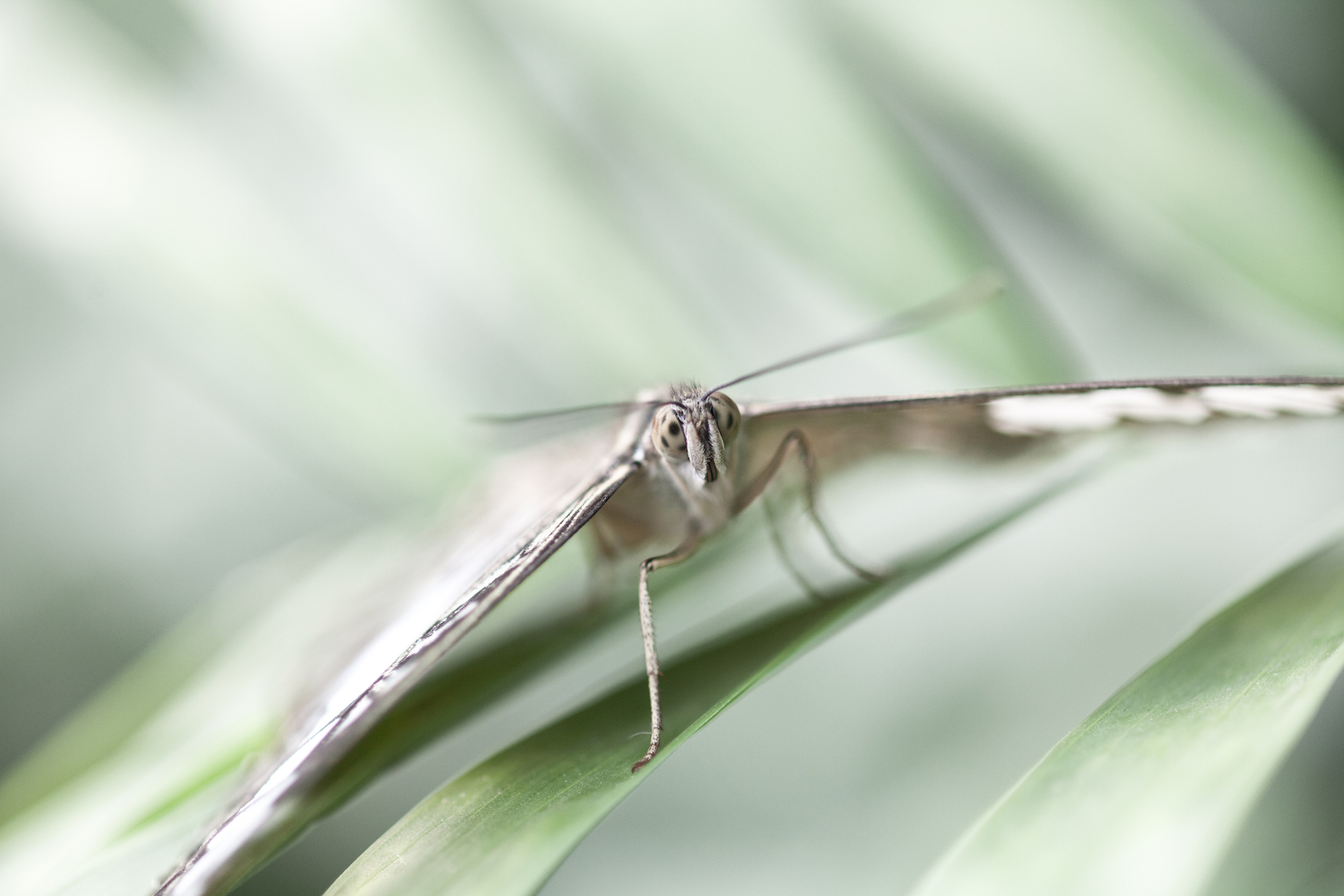 Butterfly Bokeh