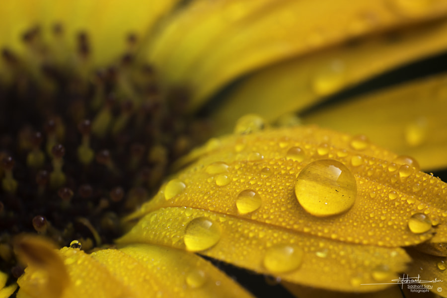 After Rain by Siddhant  Sahu on 500px.com