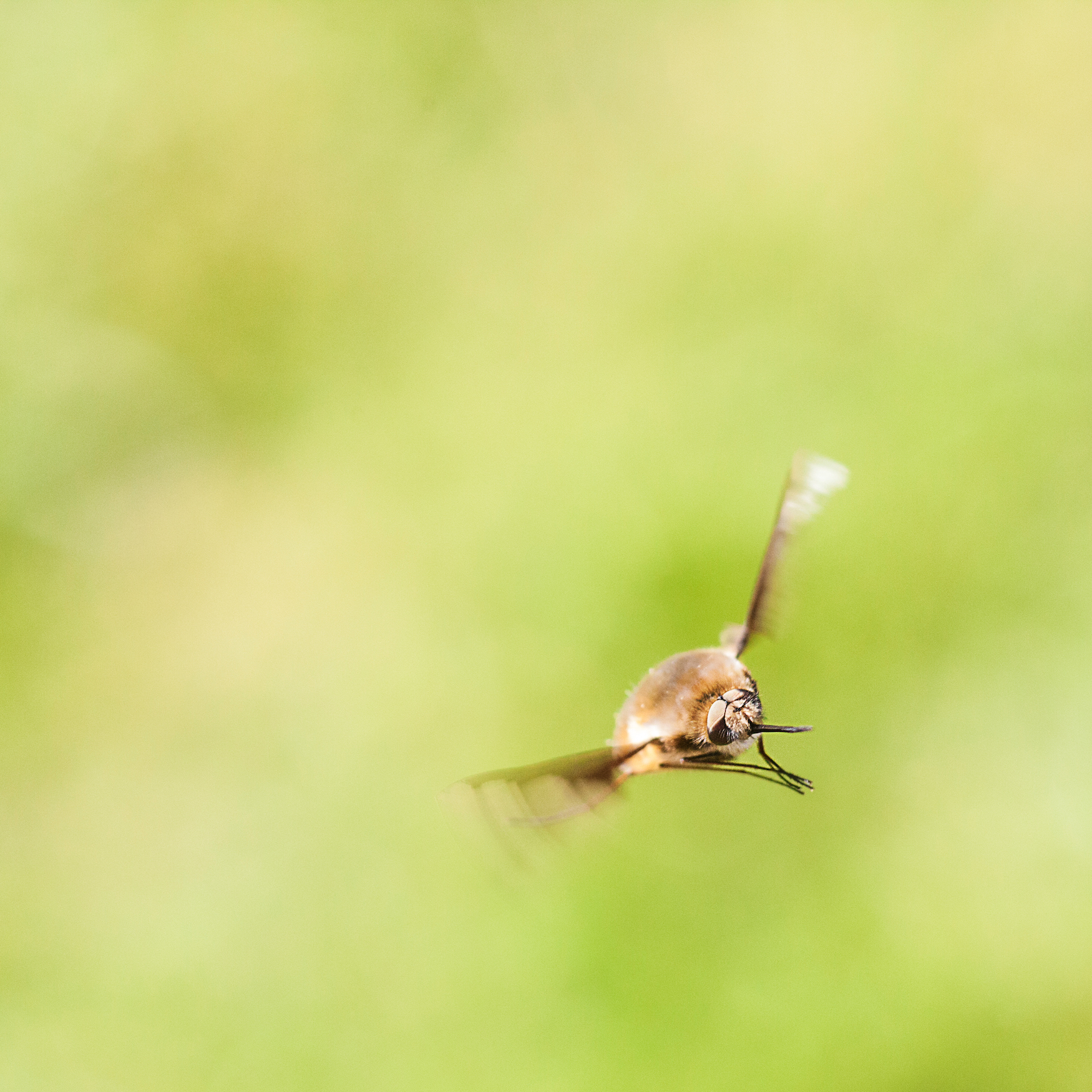 Bee Fly in Flight