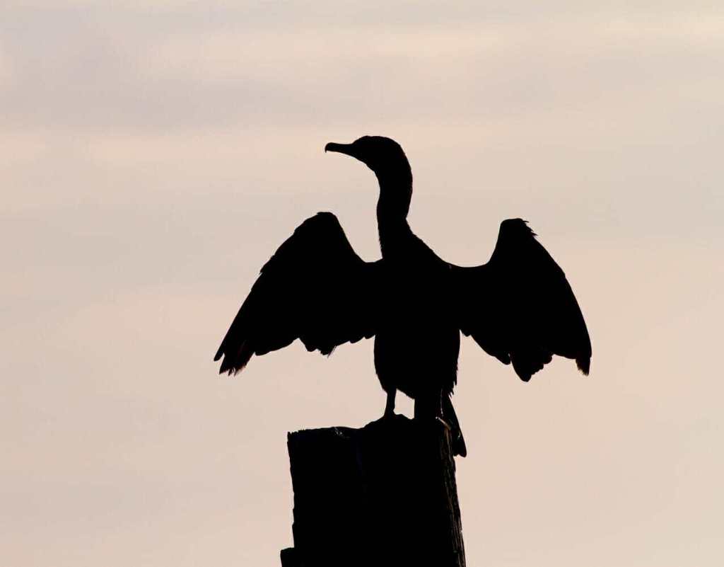 cormorant on post