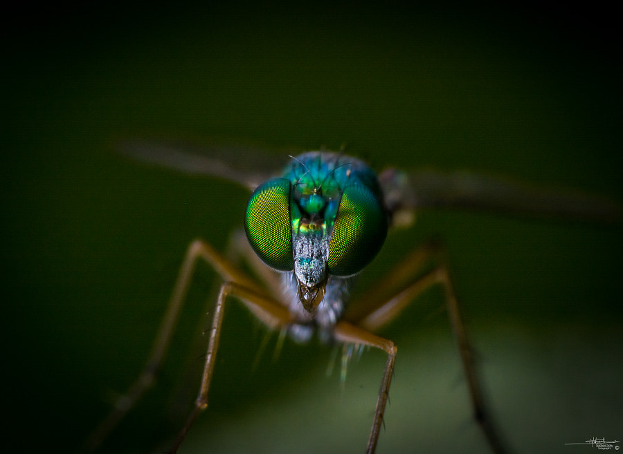 Long Legged Green Fly by Siddhant  Sahu on 500px.com